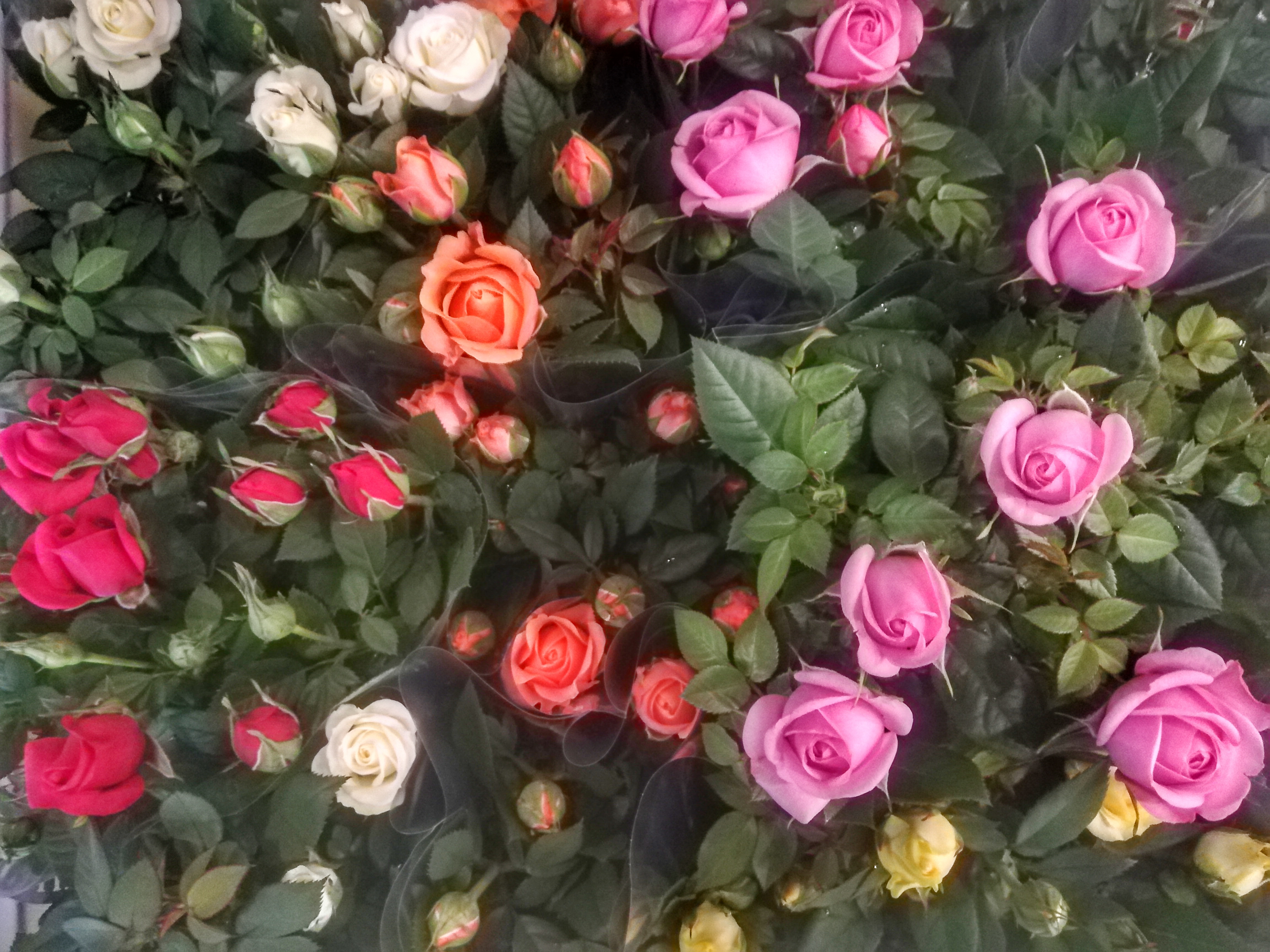 Piante In Vaso Rose Colorate Fioreria Bruseghini Besenello Trento